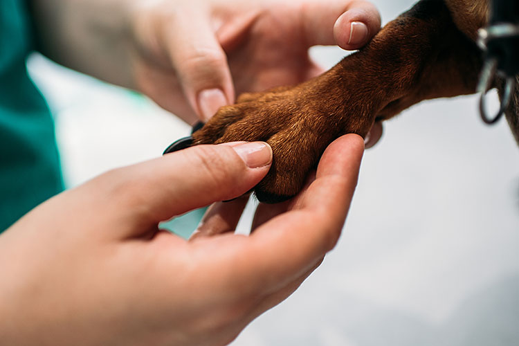 Tierarztpraxis Bärenwiese | Untersuchung Hund