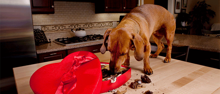 Chocolate poisoning in dogs